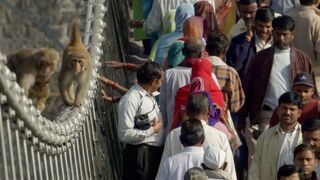 Cheeky Monkeys Stealing and Begging for Food | Ganges