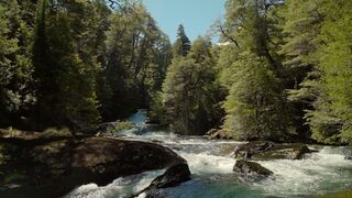 Bask in An Ancient Forest | Relax with Nature | The Wild Place