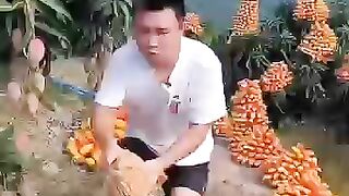 Trends and Innovations in fruit Farming#84#shortvideo .....