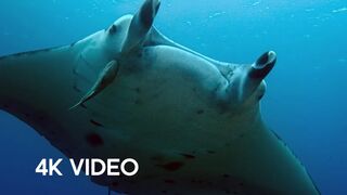 Manta Ray Gets a Spring Clean | 4KUHD | Japan: Earth's Enchanted Islands