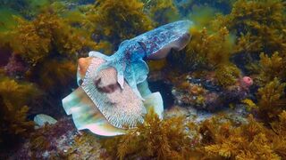 Robot Communicates with Male Cuttlefish | Spy In The Ocean