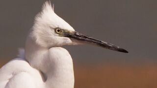 An Indian Paradise for Birds | Ganges