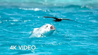 Fish vs Bird | 4KUHD | Blue Planet