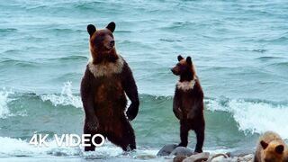 Humans Living Alongside Brown Bears | 4KUHD | Japan: Earth's Enchanted Islands