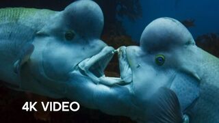 The S*x-Shifting Fish | 4K UHD | Blue Planet