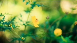 amazing facts about Bee