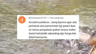 Bagaimana agar ada perhatian dari PEMERINTAH bagi petani ikan lele❓