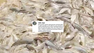 JANGAN TERLALU SERING GONTA GANTI PAKAN SELAMA BUDIDAYA