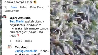 Cara ganti merek pakan pelet❗Jangan salah pilih dan jangan salah alur