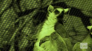 Wild Encounters- Lemur.