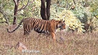 Ranthambhore national park zone.