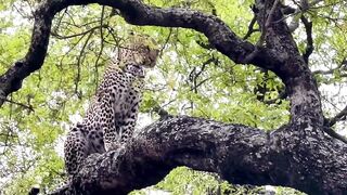 Beautiful leopard in Sabi Sand.