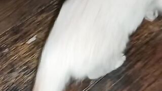 Cat The obedient one