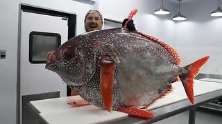 The Reason this MASSIVE Fish is Compared to a Cow