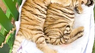 Happy time baby tiger