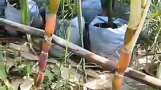 রঙিন আখ.