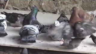 amazing facts about doves