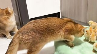 Si 0ren Merawat Anak Ayam Yang Malang