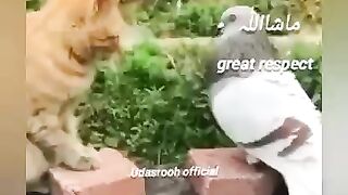 MASHA ALLAH RESPECT FOR CAT PIGEON