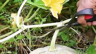 kumro-phool-bhaja