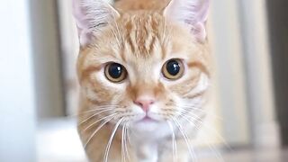 Orange cat