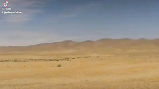 Palmyra