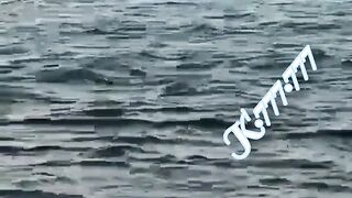فيدوهات