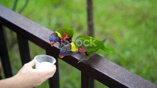 The World of Birds