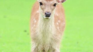 Deer Deer