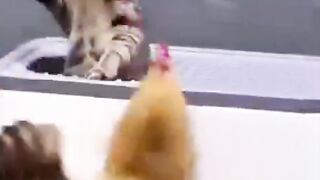 عراك قوي بين قطة جميلة ودجاجة