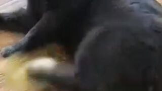 ركل ورفس بين جميع القطط والكلاب