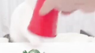 قط نبيه وذكي من الطراز الأول
