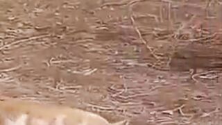 قط منزلي يصطاد بمهارة عالية