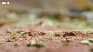 Locust Plague Devours 40,000 Tonnes of Vegetation | Earth's Tropical Islands