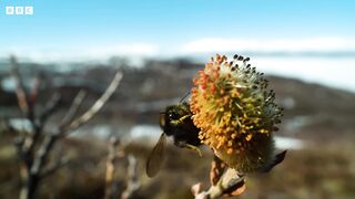 Are Arctic Bees in Trouble? | Our Frozen Planet