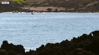 Sea Lions vs Galapagos Sharks Hunting Brawl I Behind the Scenes | Blue Planet