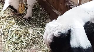 Shaun the sheep