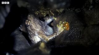 Frog's Incredible Mating Technique | Earth's Tropical Islands