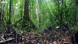 The Smallest Bear in the World | Earth's Tropical Islands