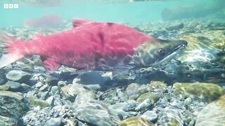 Saving Wild Salmon Populations | Our Frozen Planet