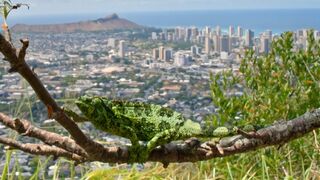 Pet  Breakout Sparks Chameleon Invasion | Earth’s Tropical Islands