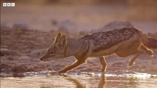 Wild Dogs Battle For Food | Dogs In The Wild: Meet The Family