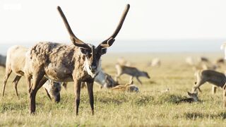 What Global Warming Means for Caribou | Our Frozen Planet