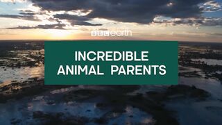 Incredible Animal Parents