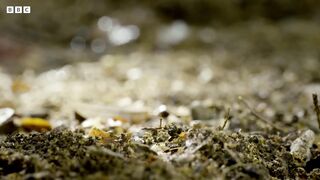 A Chameleons' Race Against Time | Earth's Tropical Islands