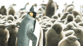 King Penguins and Melting Glaciers | Our Frozen Planet