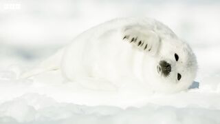 Harp Seal Pups are Losing their Homes | Our Frozen Planet