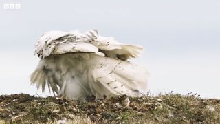Fluffy Owl Chicks Learn to Fly | Frozen Planet