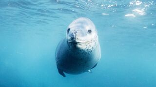 Filming in the Frozen World | Behind The Scenes Of Frozen Planet