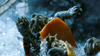 Painted Turtles Defrost Back to Life | Frozen Planet